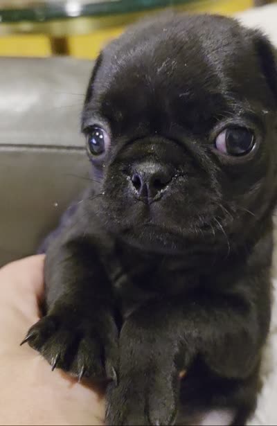 Marley, a male Pug for sale in West Warwick, RI – 3 of 8