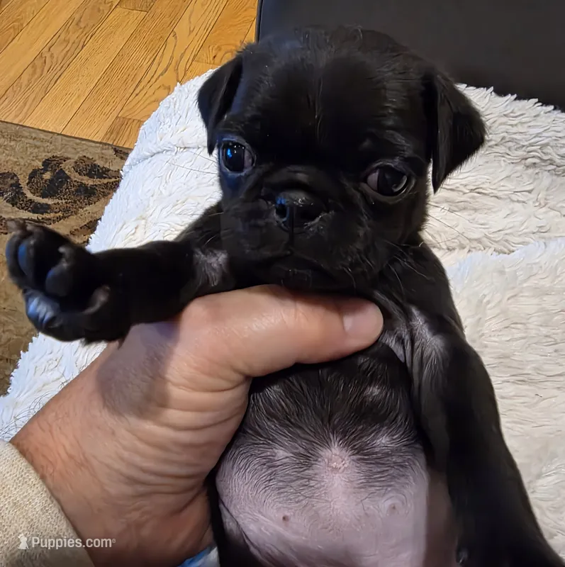 Dolly – Pug puppy for sale in West Warwick, RI