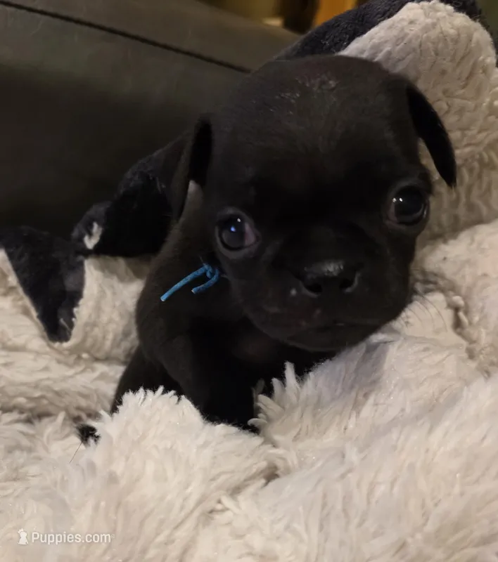 Jewel – Pug puppy for sale in West Warwick, RI