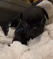 Jewel, a female Pug for sale in West Warwick, RI – 1 of 9