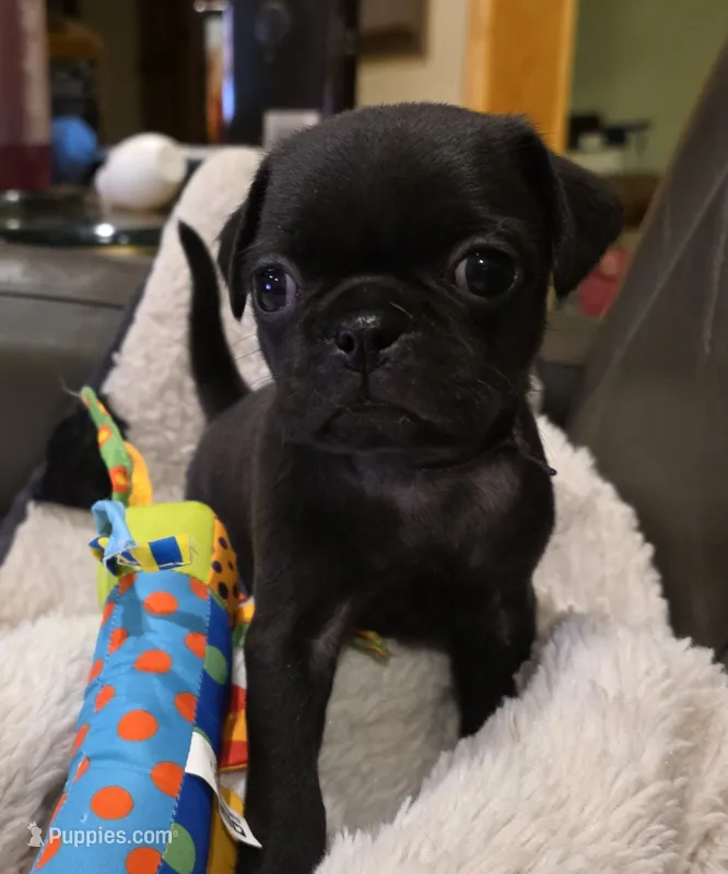 Sade – Pug puppy for sale in West Warwick, RI