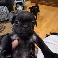 Miley, a female Pug for sale in West Warwick, RI – 3 of 9