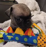 Bruno, a male Pug for sale in West Warwick, RI – 2 of 8