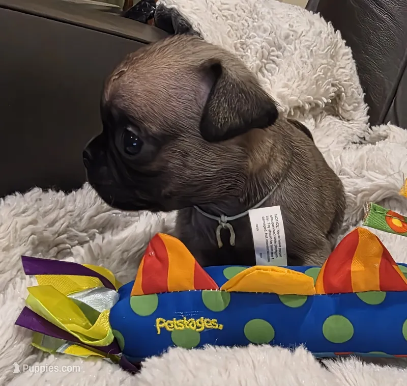Bruno – Pug puppy for sale in West Warwick, RI