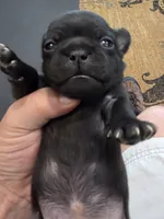 Sade, a female Pug for sale in West Warwick, RI – 5 of 9