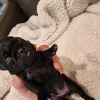 Jasmine, a female Pug for sale in West Warwick, RI – Photo 3 of 5