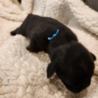 Jasmine, a female Pug for sale in West Warwick, RI – Photo 1 of 5