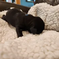 Jasmine, a female Pug for sale in West Warwick, RI – Photo 2 of 5