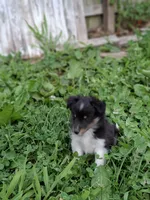 Stack, a female Shetland Sheepdog for sale in Rogersville, MO – 3 of 4