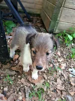 Chopper, a female Shetland Sheepdog for sale in Rogersville, MO – 3 of 3
