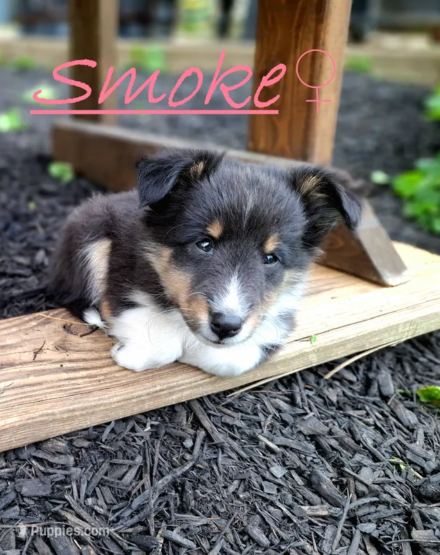 Smoke – Shetland Sheepdog puppy for sale in Rogersville, MO