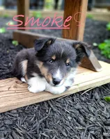 Smoke, a female Shetland Sheepdog for sale in Rogersville, MO – 1 of 4