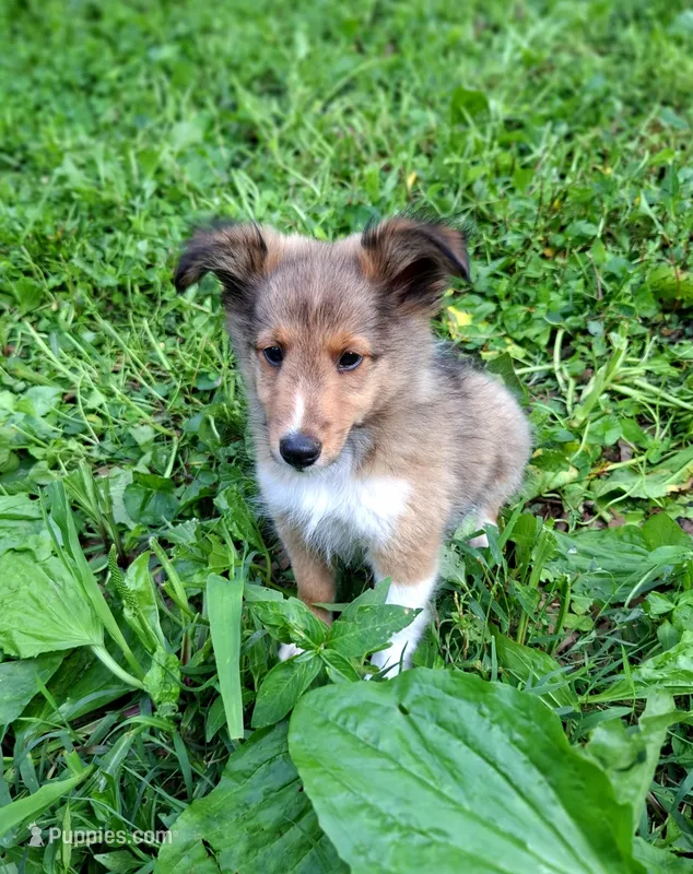 Luffey – Shetland Sheepdog puppy for sale in Rogersville, MO