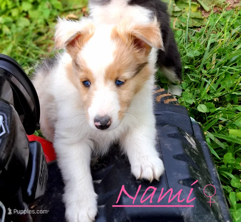Nami – Shetland Sheepdog puppy for sale in Rogersville, MO