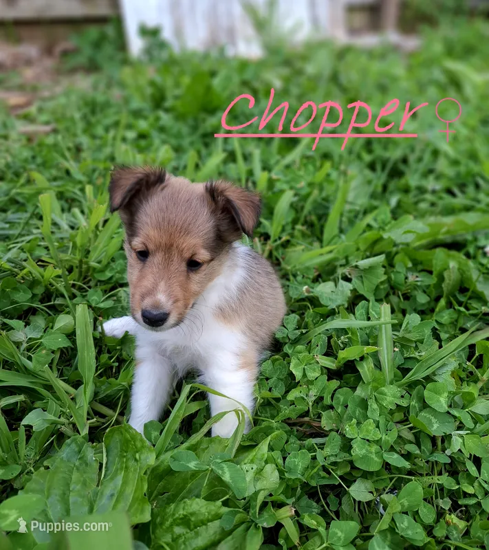 Chopper – Shetland Sheepdog puppy for sale in Rogersville, MO