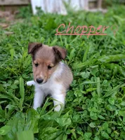 Chopper, a female Shetland Sheepdog for sale in Rogersville, MO – 1 of 3