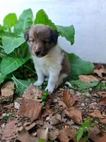 Sanji, a male Shetland Sheepdog for sale in Rogersville, MO – 3 of 3