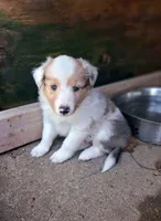 Nami, a female Shetland Sheepdog for sale in Rogersville, MO – 4 of 4