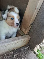 Nami, a female Shetland Sheepdog for sale in Rogersville, MO – 3 of 4