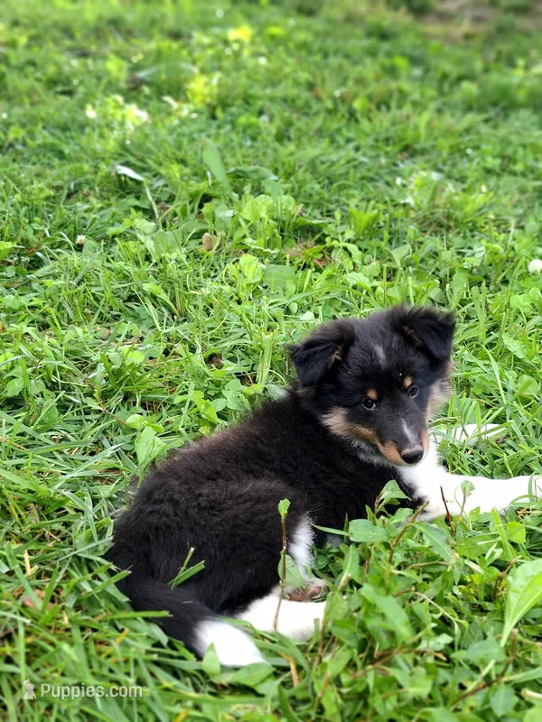 Stack – Shetland Sheepdog puppy for sale in Rogersville, MO