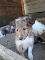 Luffey, a male Shetland Sheepdog for sale in Rogersville, MO – 2 of 4