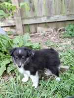 Stack, a female Shetland Sheepdog for sale in Rogersville, MO – 2 of 4