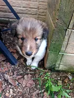 Luffey, a male Shetland Sheepdog for sale in Rogersville, MO – 4 of 4