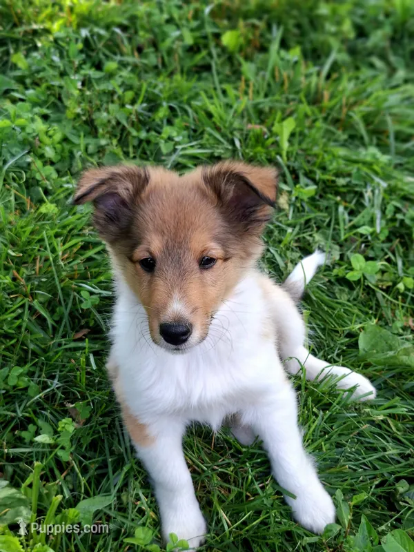 Chopper – Shetland Sheepdog puppy for sale in Rogersville, MO