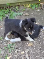 Smoke, a female Shetland Sheepdog for sale in Rogersville, MO – 3 of 4
