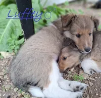 Luffey, a male Shetland Sheepdog for sale in Rogersville, MO – 1 of 4