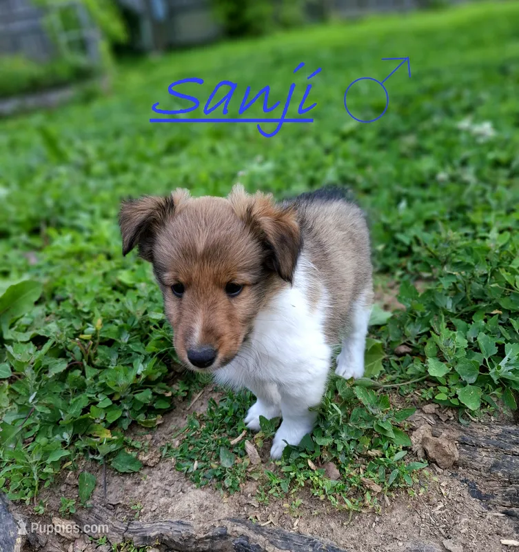 Sanji – Shetland Sheepdog puppy for sale in Rogersville, MO