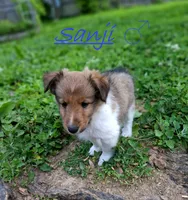 Sanji, a male Shetland Sheepdog for sale in Rogersville, MO – 1 of 3