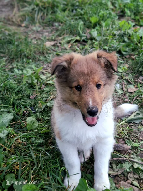 Sanji – Shetland Sheepdog puppy for sale in Rogersville, MO