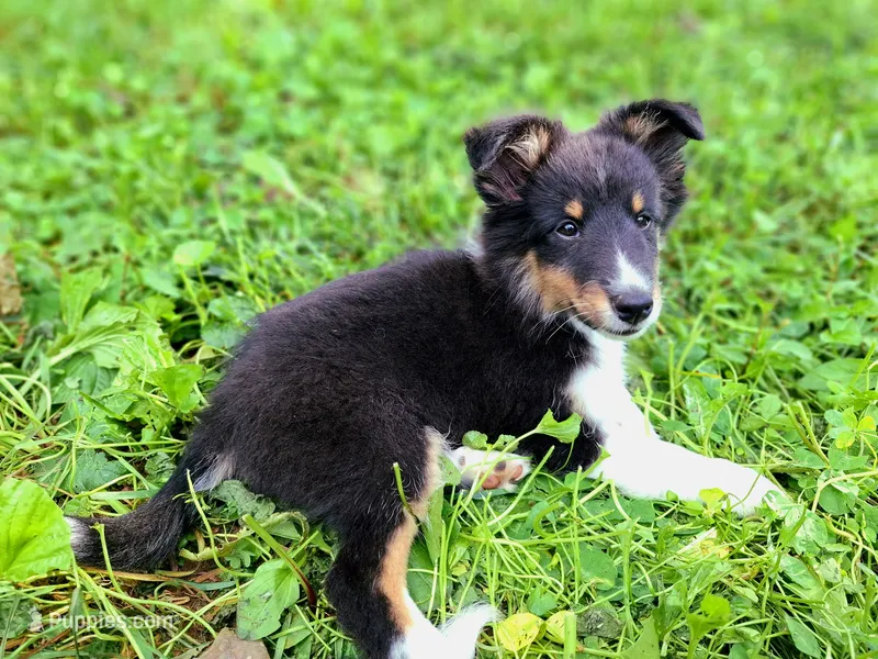 Smoke – Shetland Sheepdog puppy for sale in Rogersville, MO