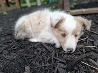 Nami, a female Shetland Sheepdog for sale in Rogersville, MO – 2 of 4