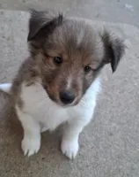 Sanji, a male Shetland Sheepdog for sale in Rogersville, MO – 2 of 3
