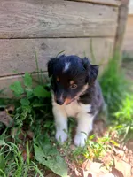 Stack, a female Shetland Sheepdog for sale in Rogersville, MO – 4 of 4