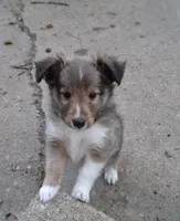 Luffey, a male Shetland Sheepdog for sale in Rogersville, MO – 3 of 4