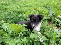 Smoke, a female Shetland Sheepdog for sale in Rogersville, MO – 2 of 4