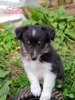 Stack, a female Shetland Sheepdog for sale in Rogersville, MO – 1 of 4