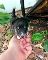 Smoke, a female Shetland Sheepdog for sale in Rogersville, MO – 4 of 4
