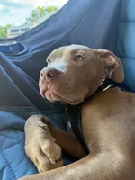 Tank , a male American Pit Bull Terrier for sale in Canton, OH – 6 of 6