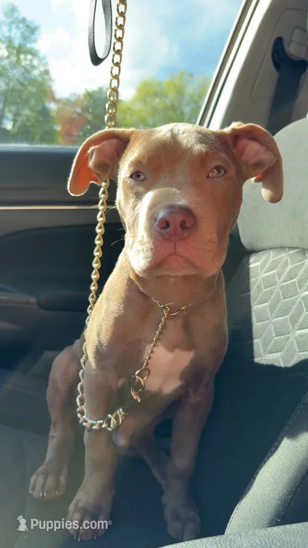 Tank , a male American Pit Bull Terrier for sale in Canton, OH – 1 of 6