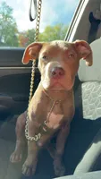 Tank , a male American Pit Bull Terrier for sale in Canton, OH – 1 of 6