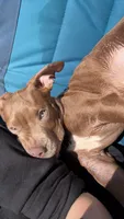 Tank , a male American Pit Bull Terrier for sale in Canton, OH – 4 of 6