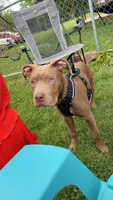 Tank , a male American Pit Bull Terrier for sale in Canton, OH – 5 of 6