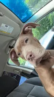 Tank , a male American Pit Bull Terrier for sale in Canton, OH – 3 of 6