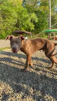 Tank , a male American Pit Bull Terrier for sale in Canton, OH – 2 of 6