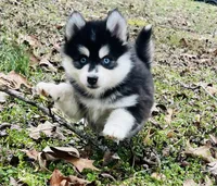Toy Boy 2, a male Pomsky for sale in Monroe, GA – Photo 2 of 3