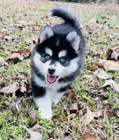 Toy Boy 2, a male Pomsky for sale in Monroe, GA – Photo 3 of 3